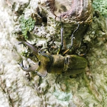 Stag beetles are falling.